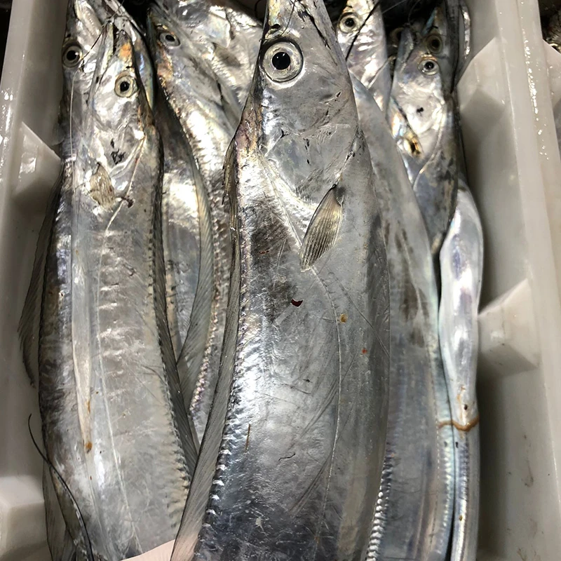 【单条2.5斤超大款】宁波石浦舟山东海小眼睛油带鱼海钓带鱼新鲜