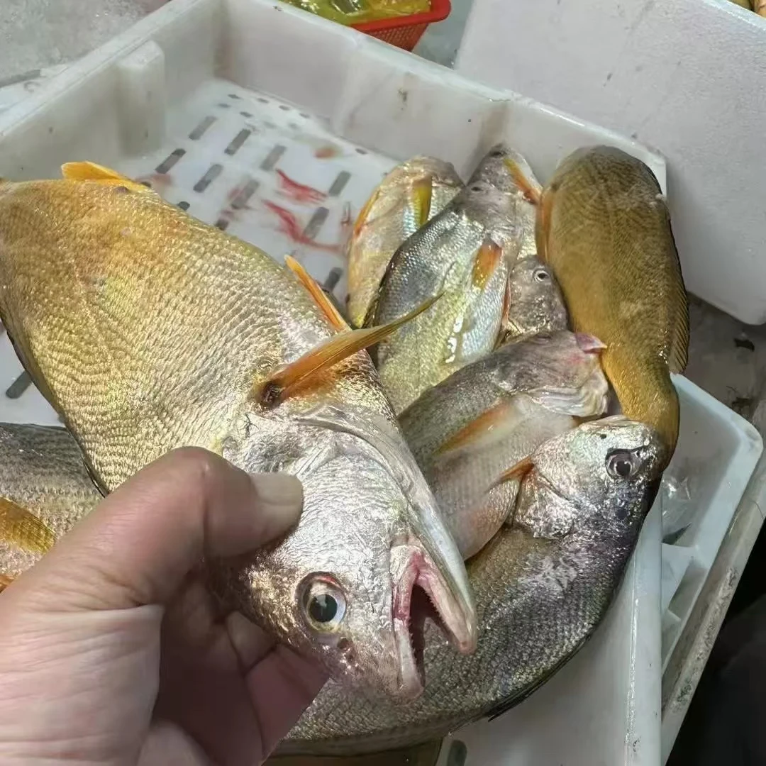 【黄三鱼现称】宁波石浦海鲜东海新鲜黄三鱼