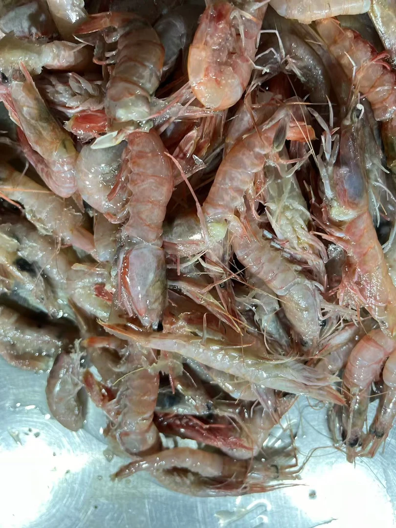 【海杂虾现称】宁波石浦海鲜东海海捕海杂虾