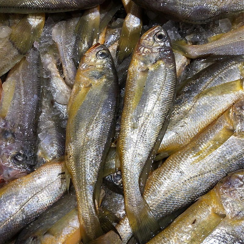 【鲜出海瑕疵小黄鱼】宁波石浦海鲜东海新鲜小黄鱼损伤破肚子正常