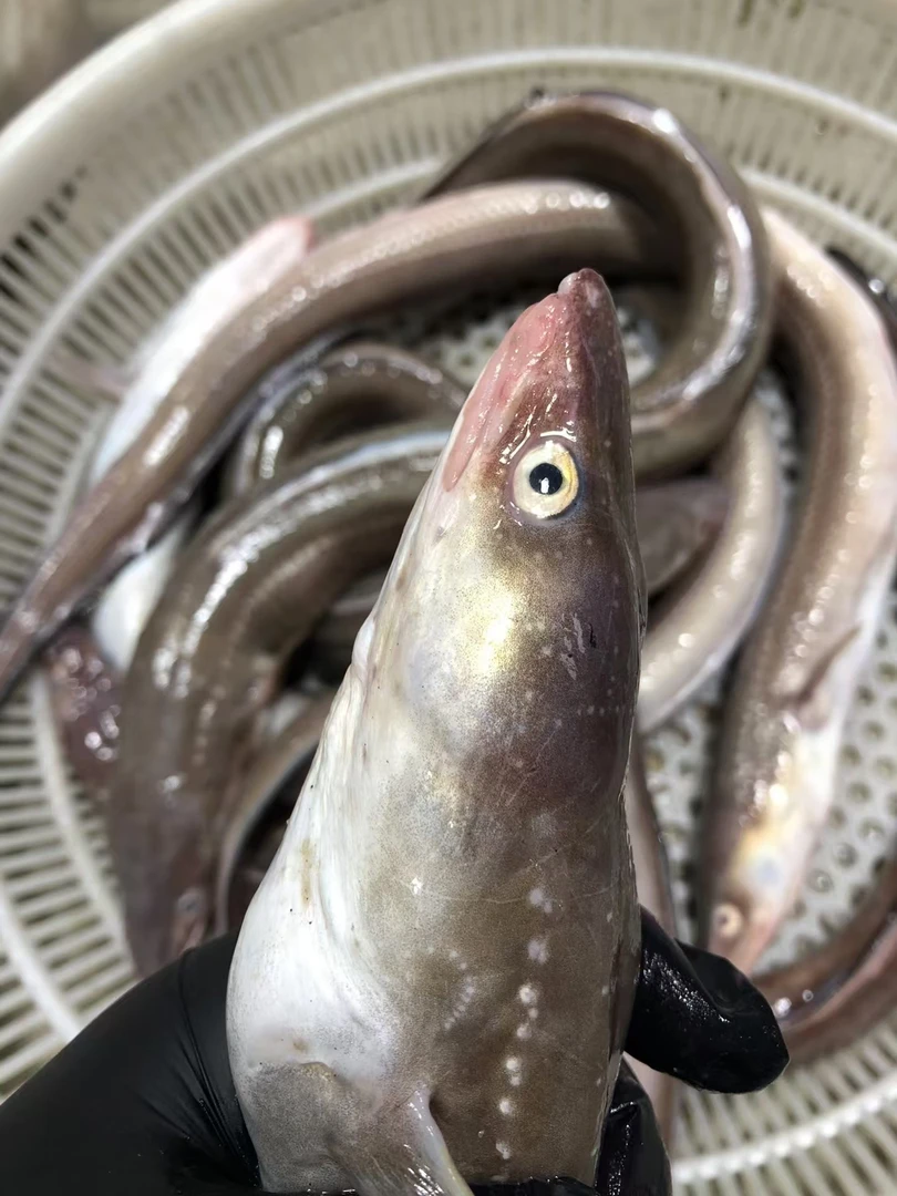 【七星鳗鱼现称】宁波石浦海鲜东海海捕星鳗鱼