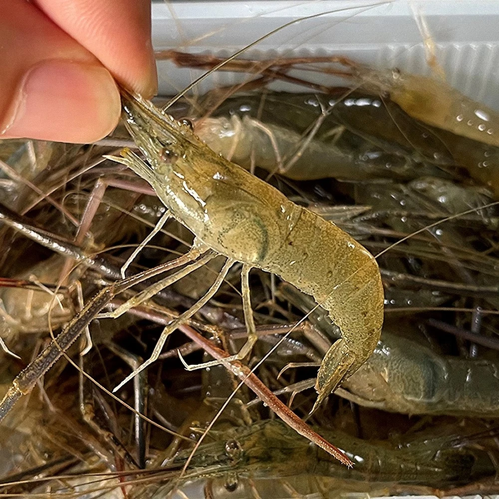 清水河虾新鲜速冻活虾冷冻鲜活淡水虾小草虾150g/盒