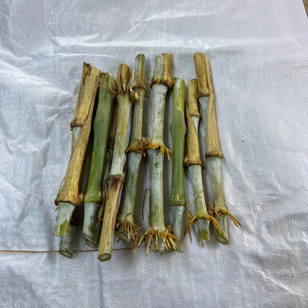 杰哥无毛甜象草跟甘蔗相似。