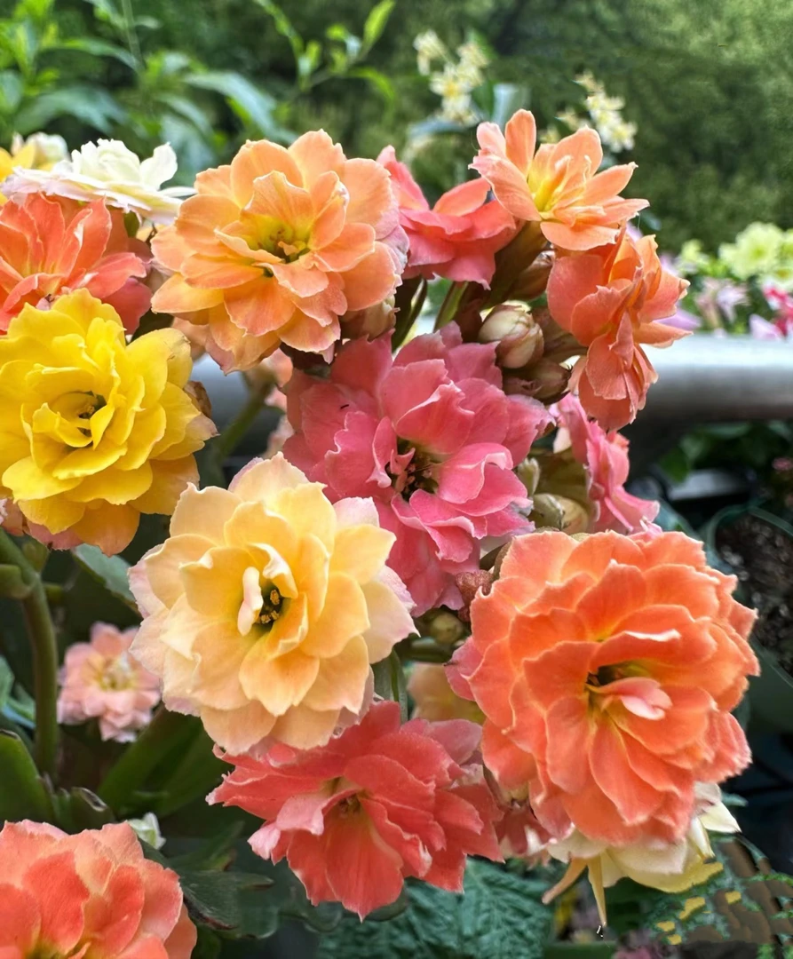 （七彩毛绒) 110盆一代苗长寿 稀有大花品种基地直发