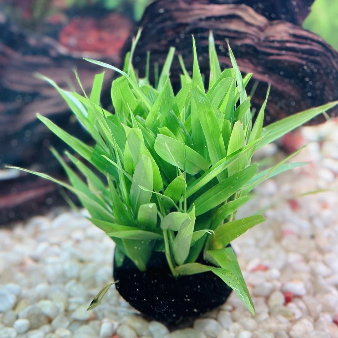 水草青竹新手好养水上叶水陆缸鱼缸造景