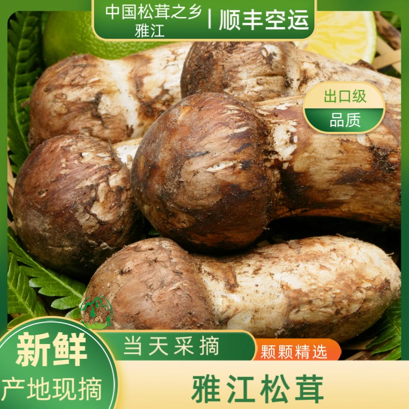 拍3-5发4-6新鲜松茸雅江正宗松茸菌高山采摘野生 顺丰冷链+礼盒装