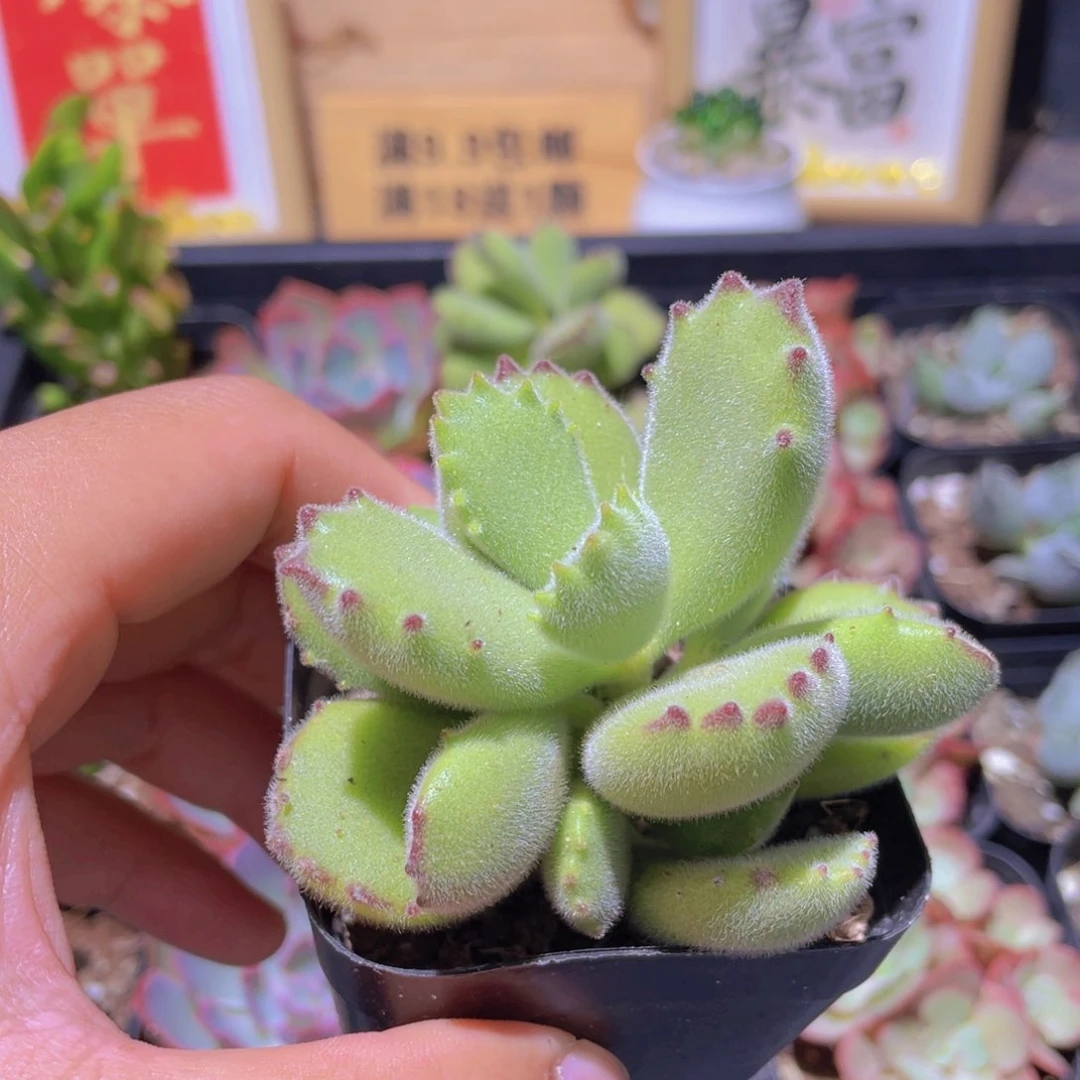 绿熊多肉9.9发货