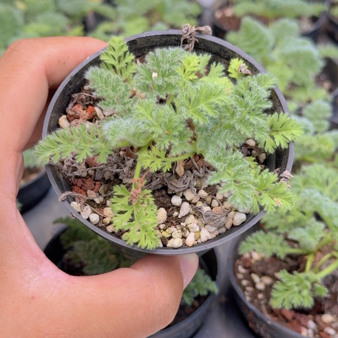 羽叶杨奎多肉9.9包邮