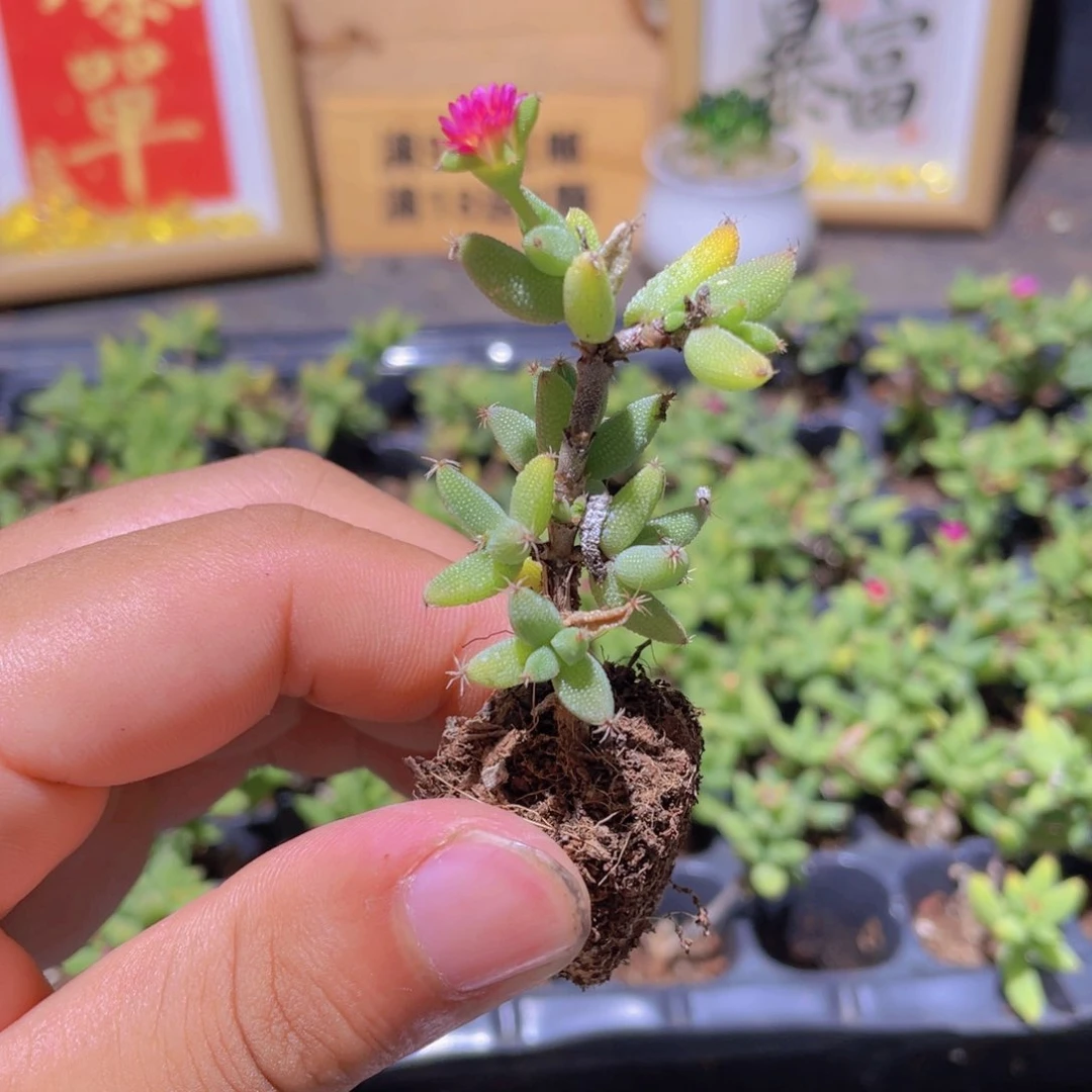 2颗玉米枝干多肉9.9发货