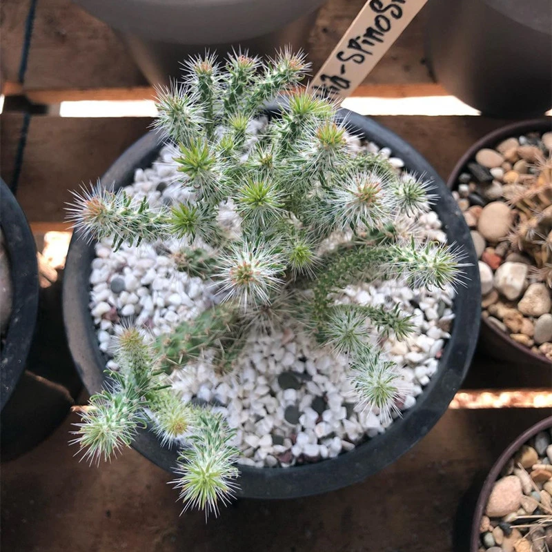 松鼠团扇仙人球开花团扇稀有品种多肉植物【满18包邮发货】
