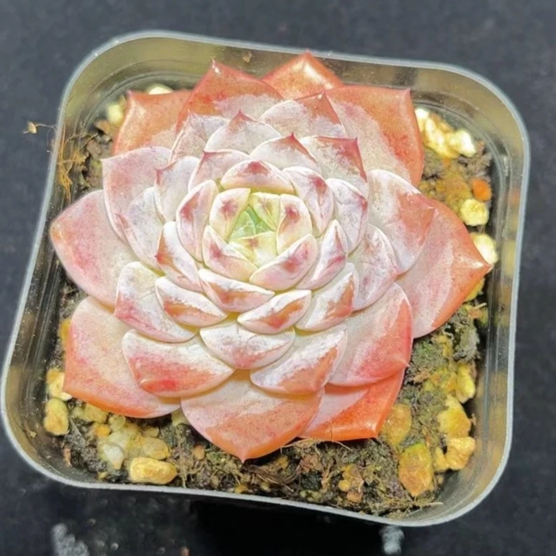 恩宠多肉植物【满9.9包邮发货】