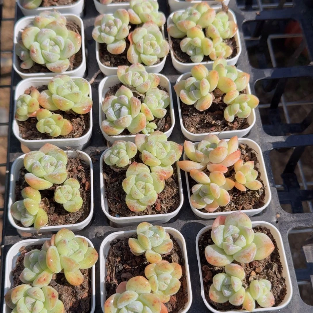 群生冰玉多肉9.9包邮