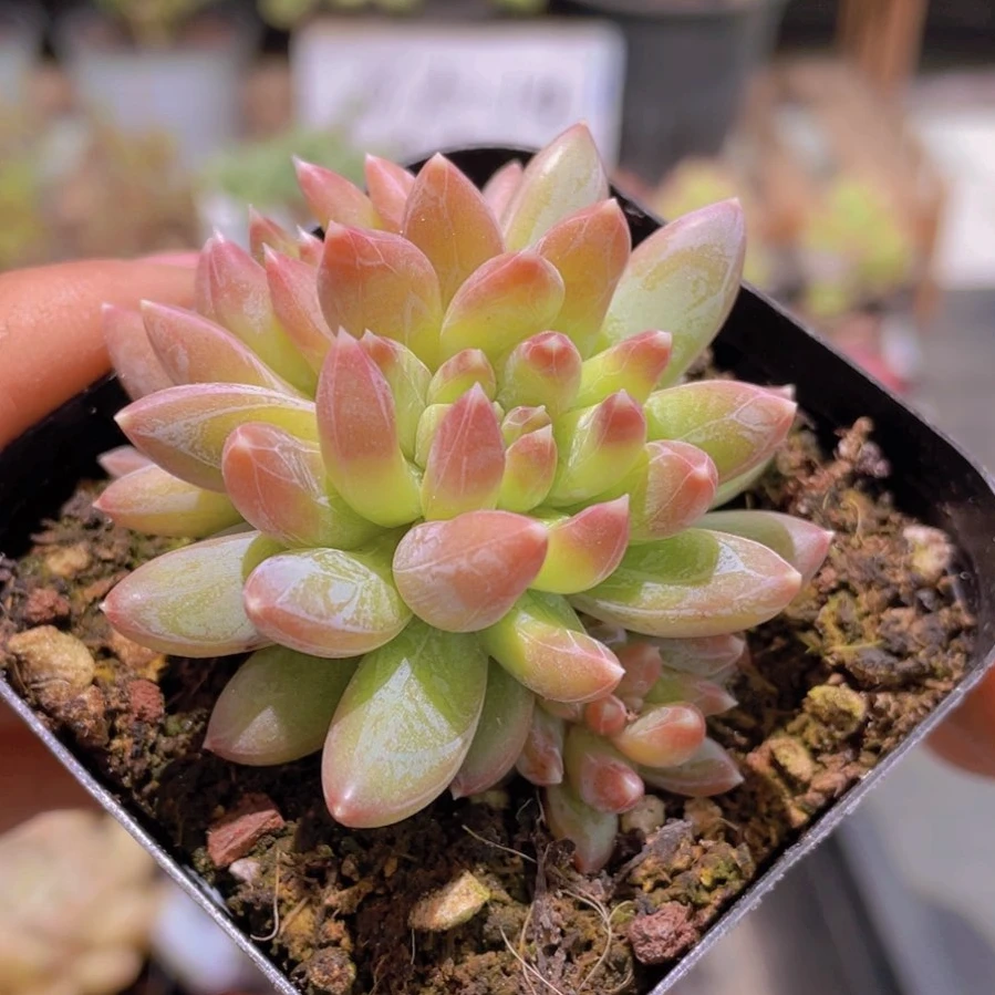水晶蟹爪【满9.9包邮发货】多肉植物
