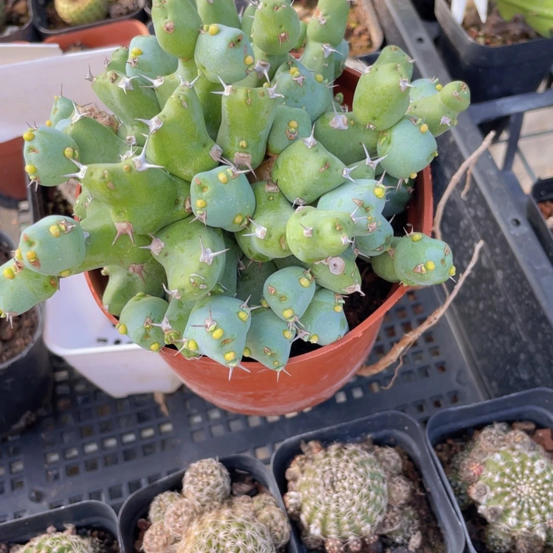 大盆丘栖大戟多肉9.9包