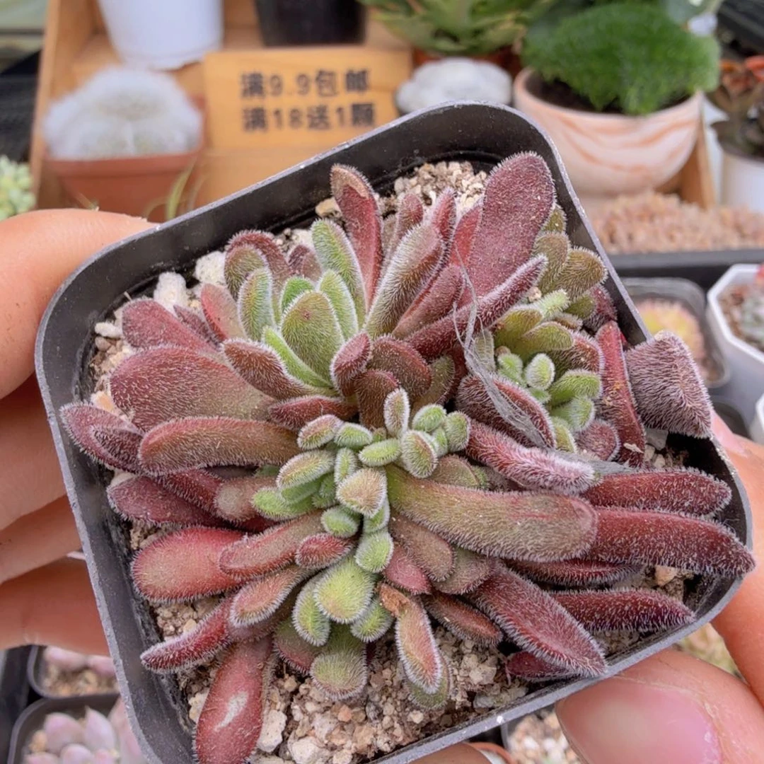 梦椿多肉9.9包邮