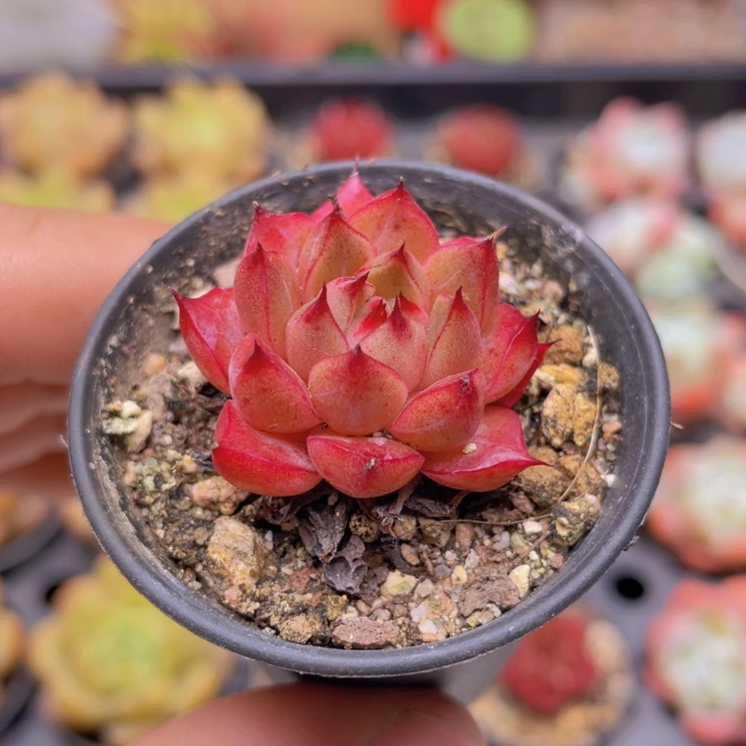 紫陌多肉9.9包邮