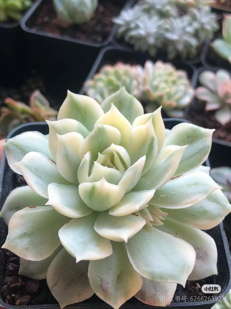 昂斯诺锦【满9.9包邮发货】多肉植物【全场凑满9.9包发货】