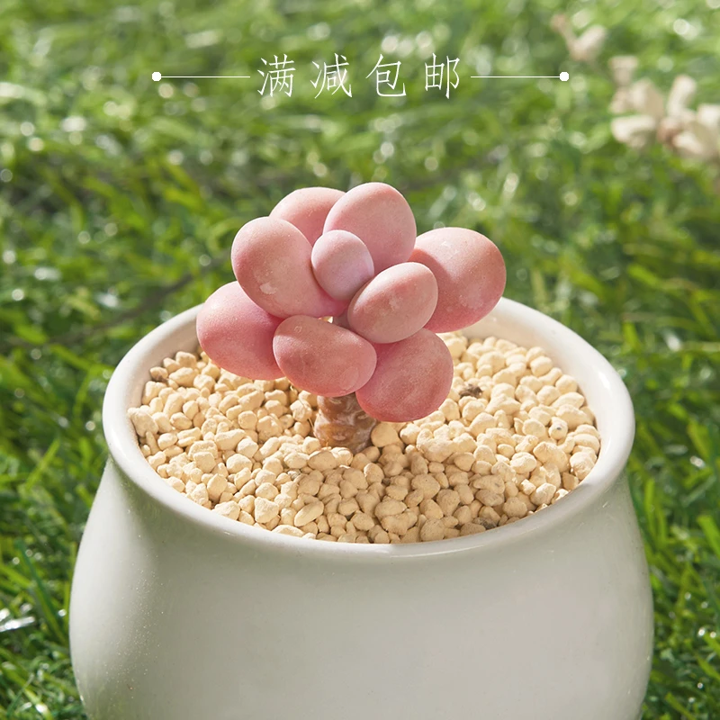 桃蛋小苗多肉植物【9.9包邮发货】