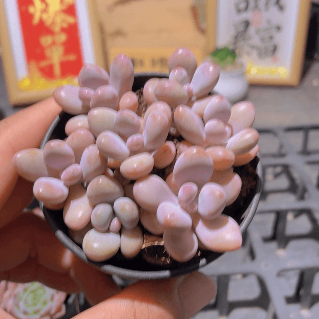 2颗桃蛋多肉9.9发货