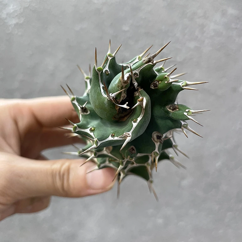 麒麟大戟科沙生多肉植物盆栽