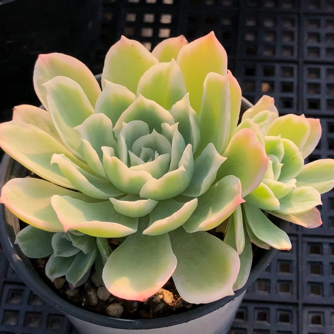 花蝴蝶锦多肉植物【包邮发货】