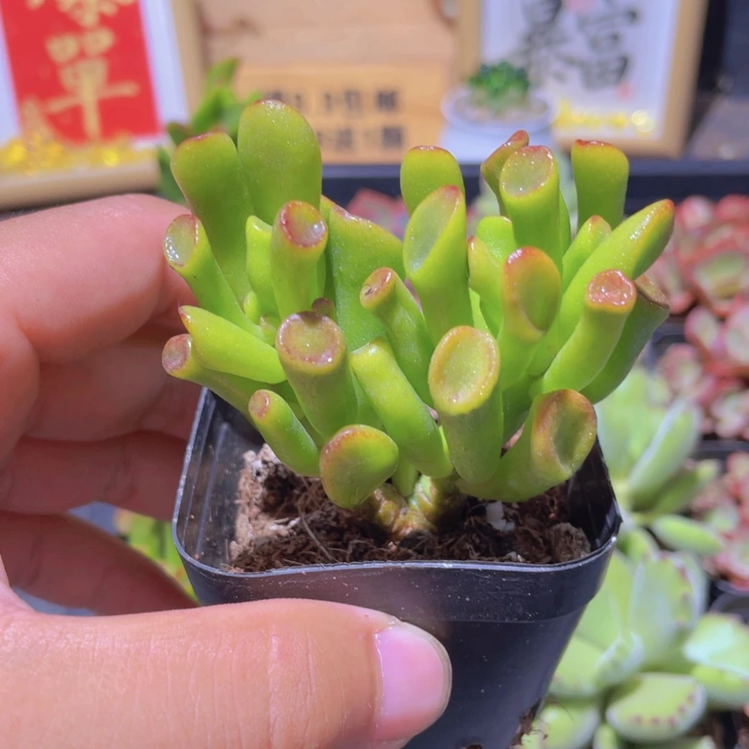 吸财树多肉9.9发货