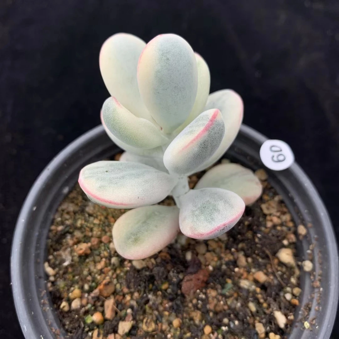 乒乓福娘锦【满9.9包邮发货】多肉植物【满9.9包邮发货】