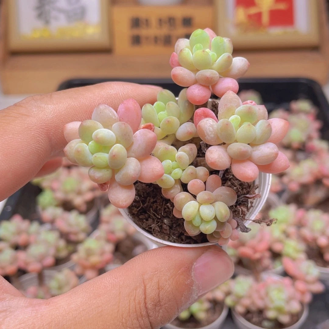 鱼子酱多肉凑单满9.9包邮发货