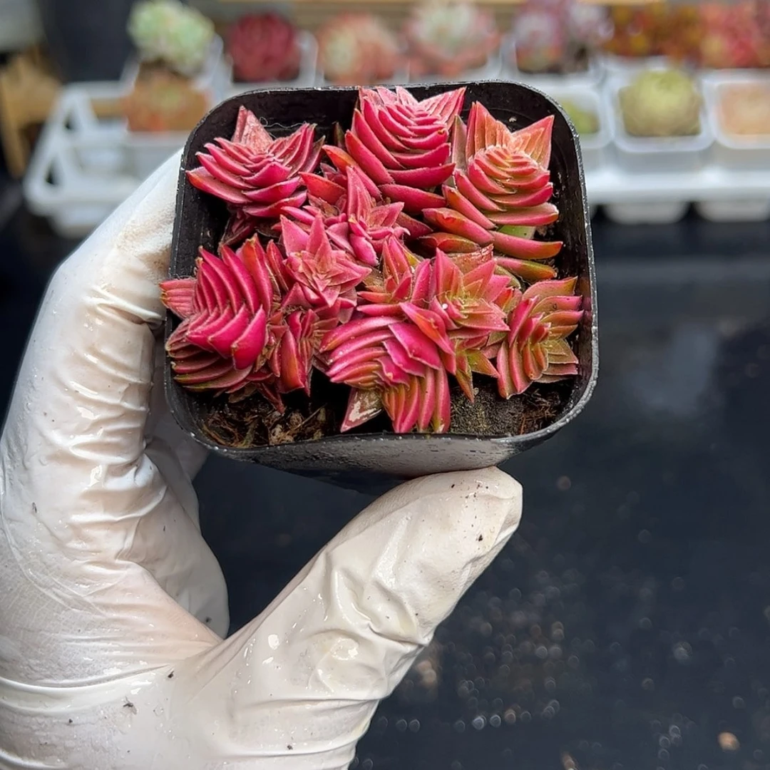 茜之塔锦【满9.9包邮发货】多肉植物【满9.9包邮发货】