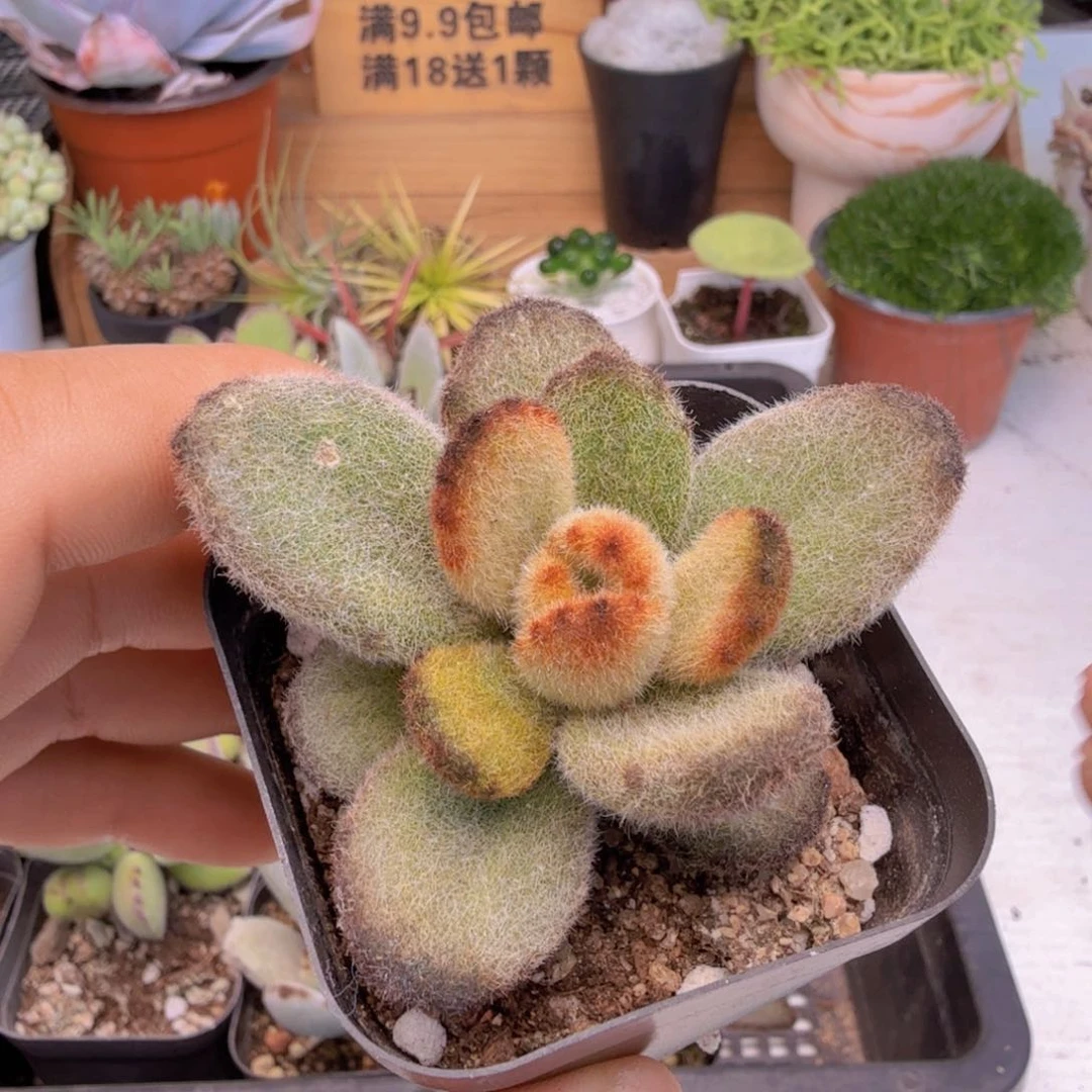 泰迪熊多肉9.9包邮