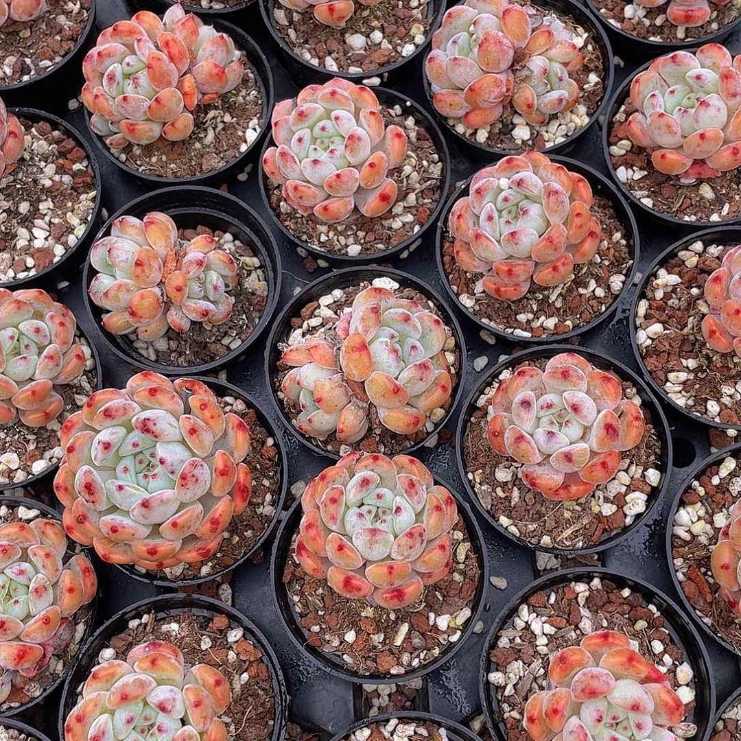 比安特雪爪多肉9.9包邮