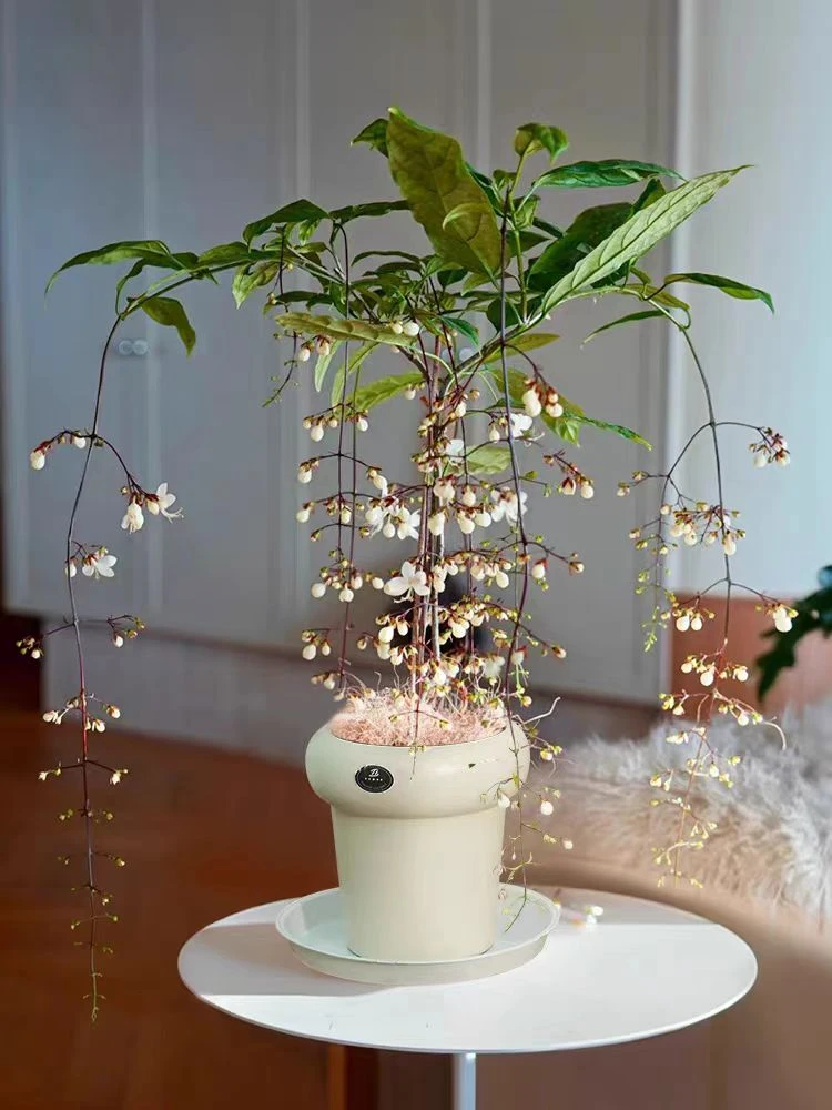 泰国垂丝茉莉仙气十足开花植物室内外木本植物