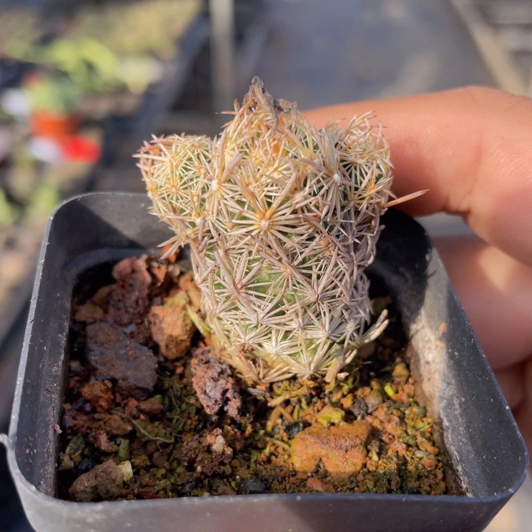 紫王子仙人球植物