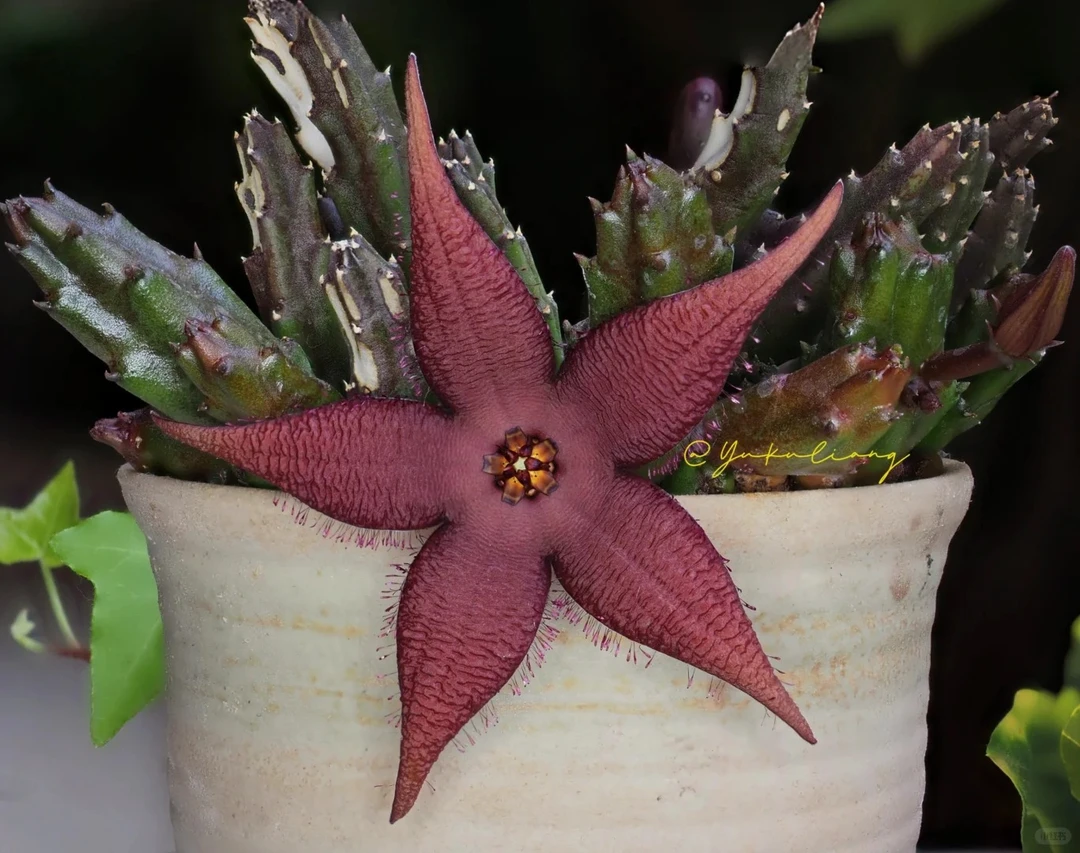 红犀角多肉植物【满9.9包邮发货】多肉植物【满9.9包邮发货】