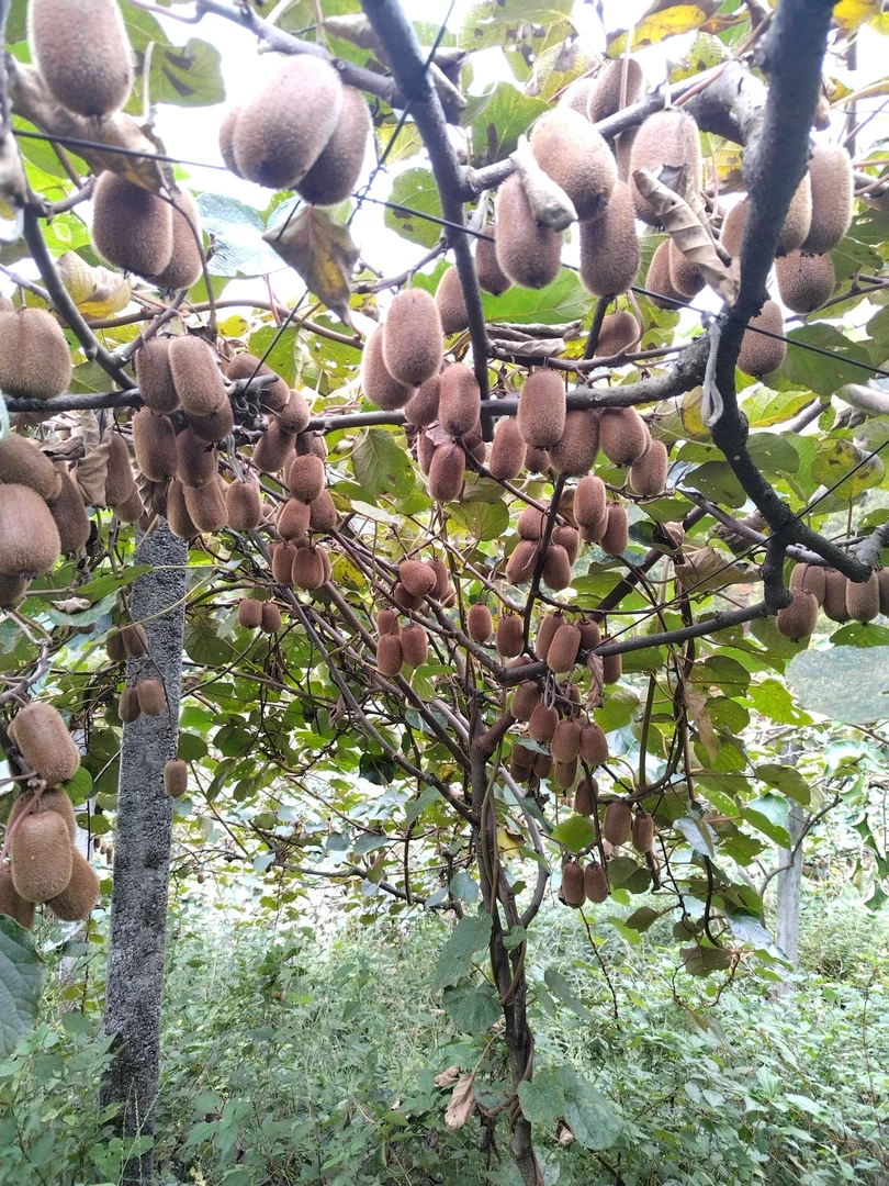 贵州遵义桴焉猕猴桃10斤