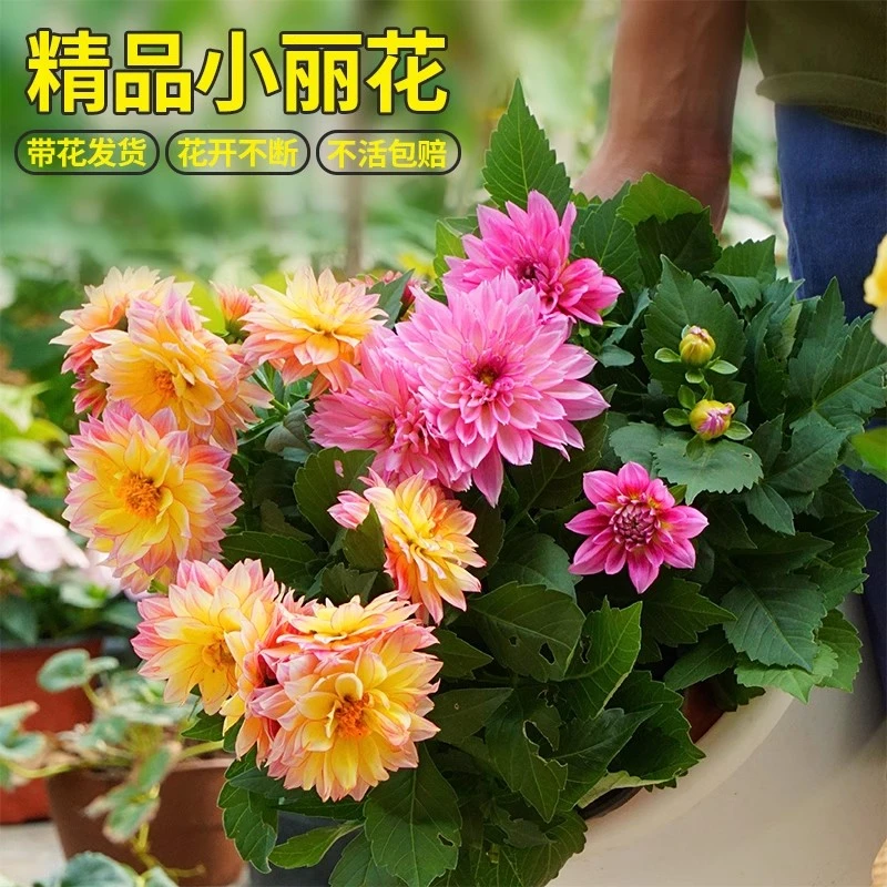 小丽花盆栽宿根植物阳台庭院大丽花盆栽带花苞花卉矮大丽菊地瓜花