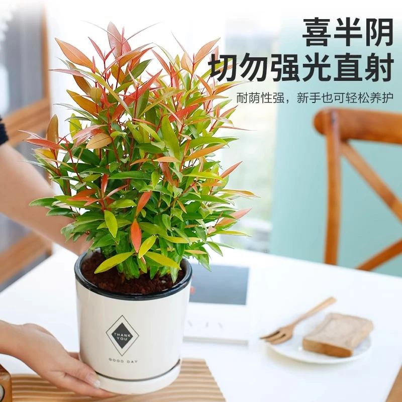 红车盆栽红枝蒲桃盆栽室外庭院阳台绿化耐寒耐热绿植花苗四季常青