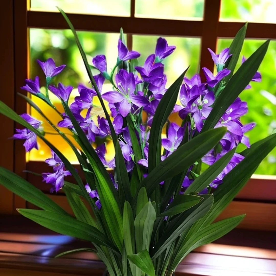【绿植花卉】紫罗兰6-8苗兰花绿植花卉盆栽带盆基地直发12月开花