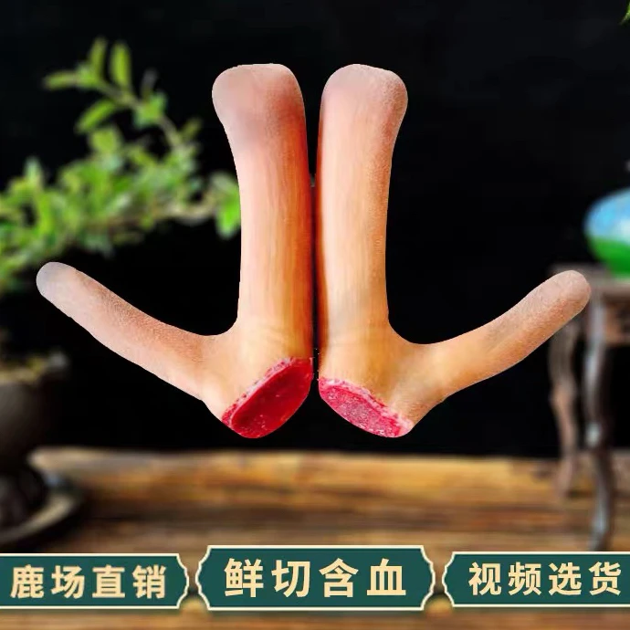 东北梅花鹿二杠鹿茸直播间选拍