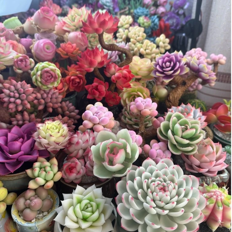 沐兮手工粘土仿真多肉成品一物一拍（直播售卖）