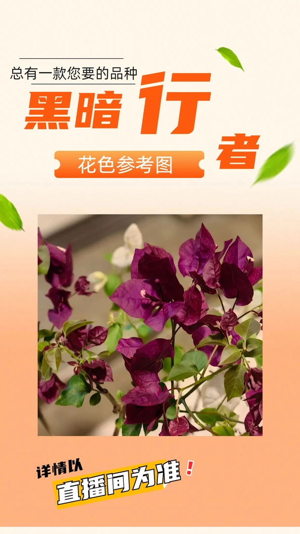 三角梅生桩熟桩系列【黑暗行者】桩型以直播间为准