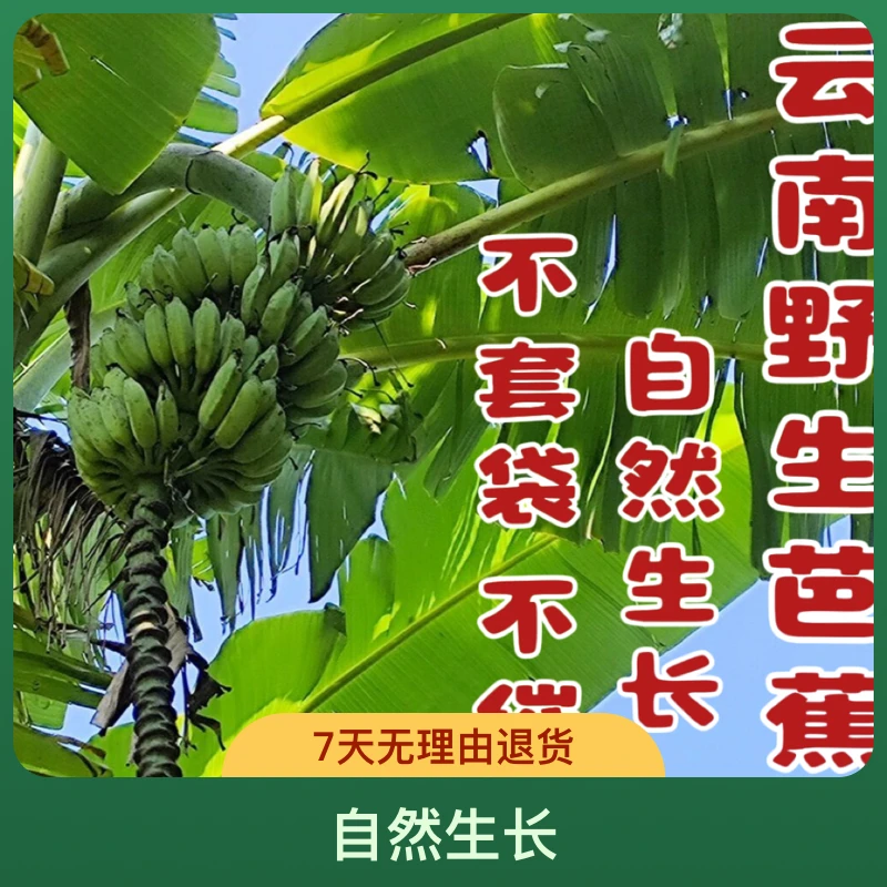 村支书推荐云南高山芭蕉