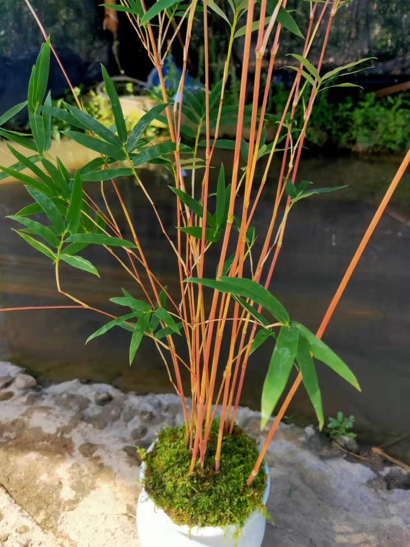 红观音竹 ,家有观音万事顺心,家中有竹,全家幸福