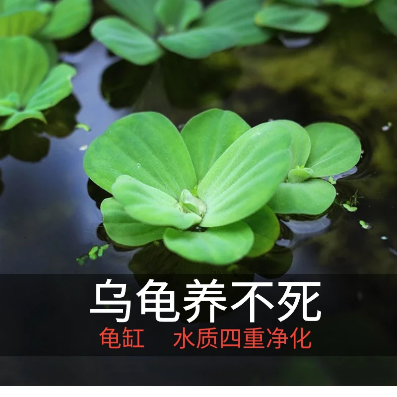 水芙蓉浮草水培浮性懒人养龟鱼缸造景装饰水芙蓉浮性水草净化水质