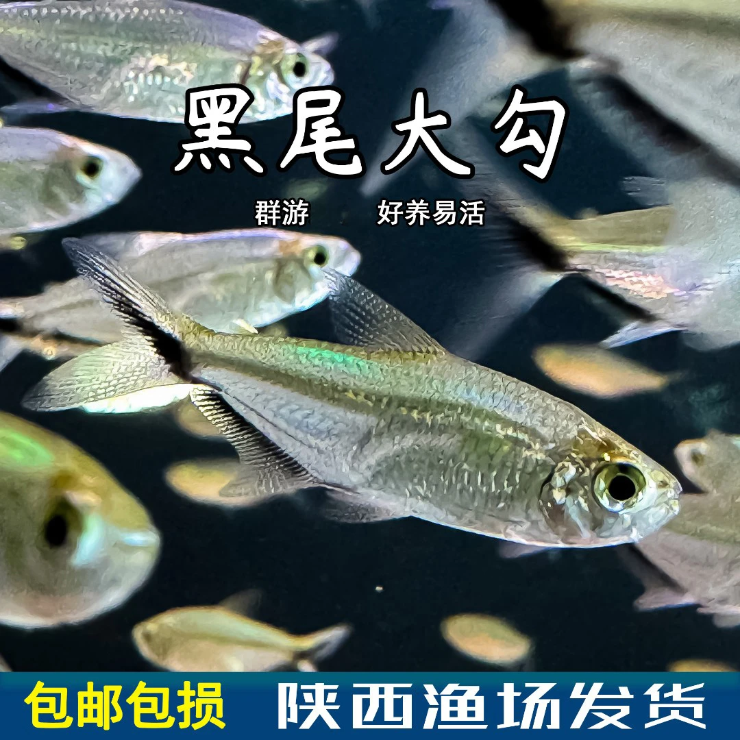 中快优品大尺寸黑尾勾群游热带鱼养鱼活体