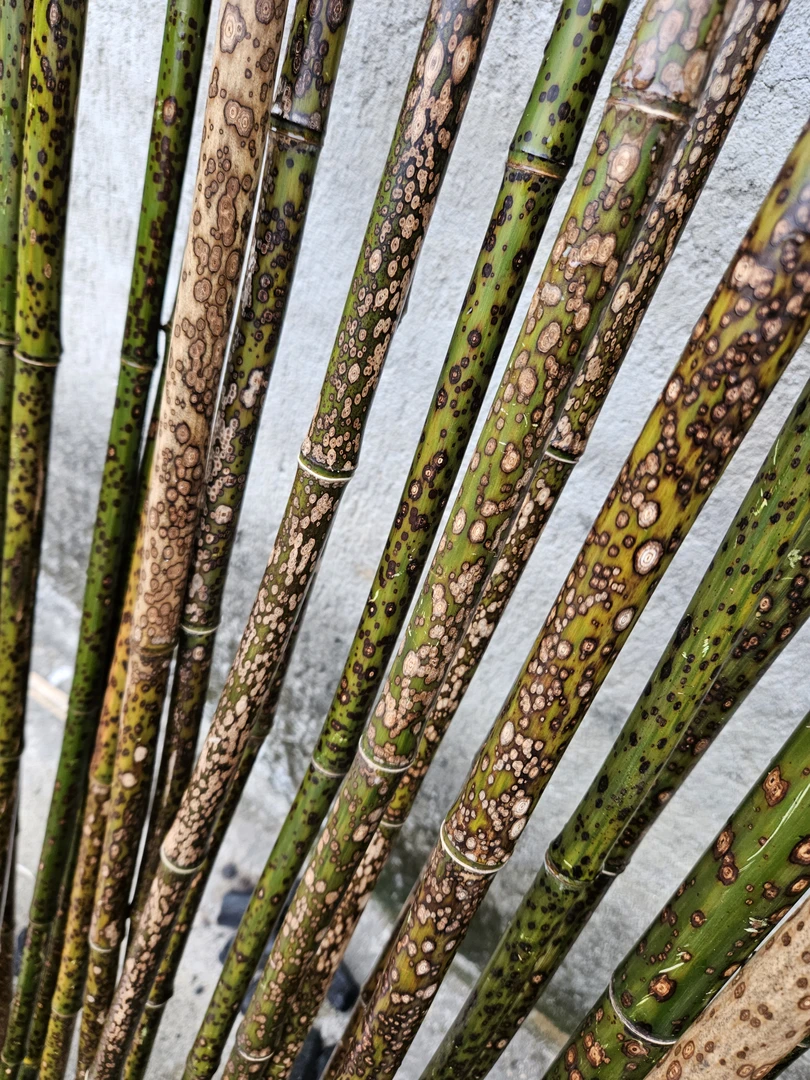 各类斑竹萧料，扇料等，直播间挑料子付米专用M