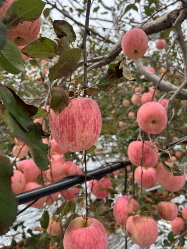 山东沂源条纹红富士苹果（5斤装）