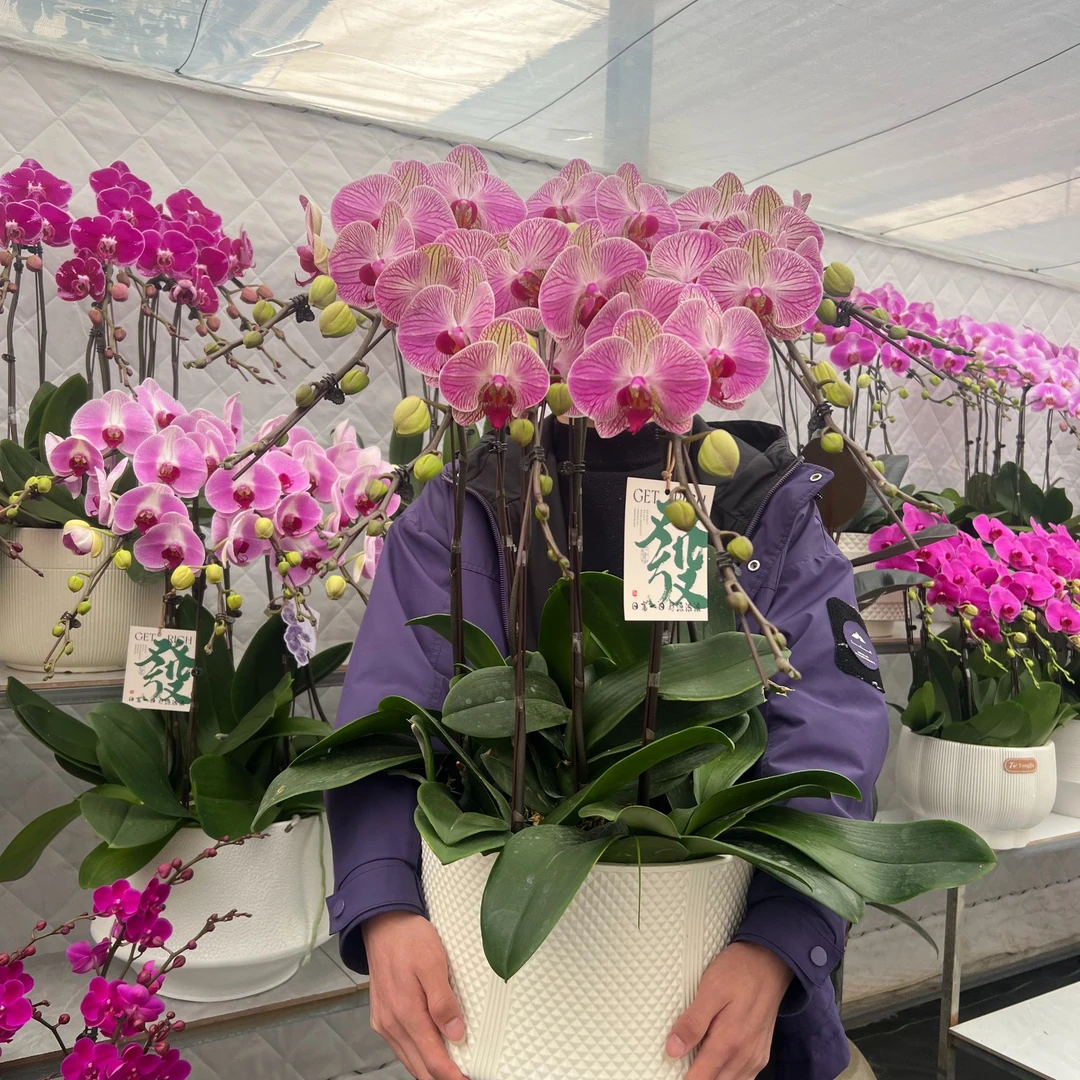 蝴蝶兰带花带盆室内桌面绿植装饰花卉