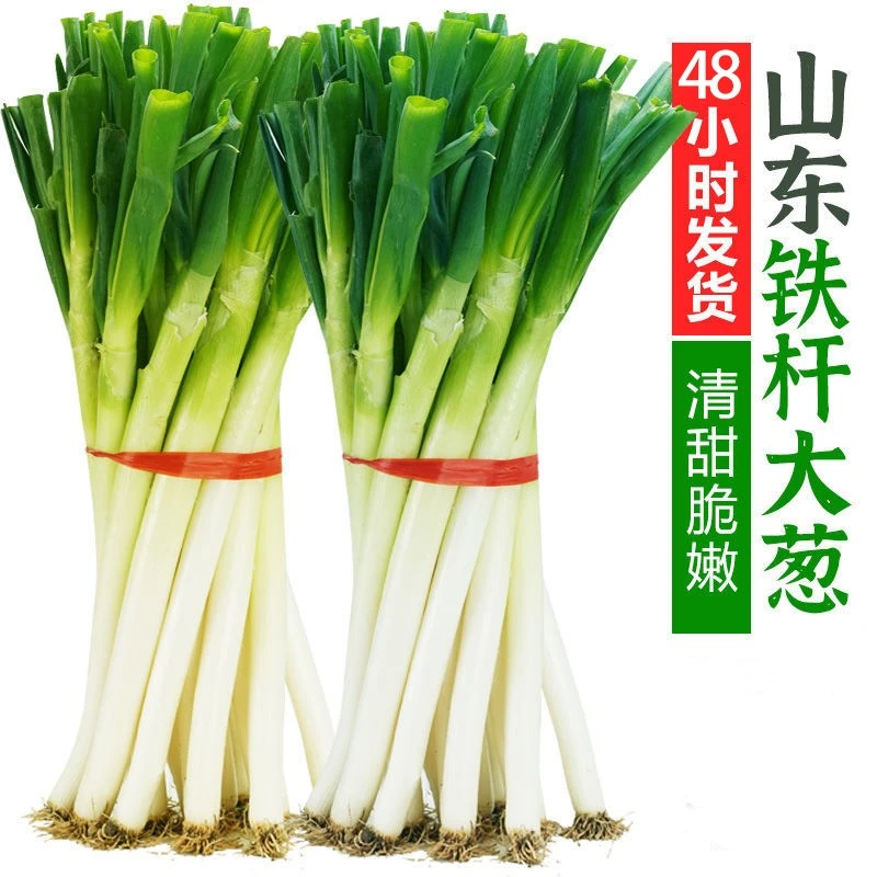 产地直销正宗山东大葱铁杆大葱自产自销自种青葱当季蔬菜大葱蘸酱
