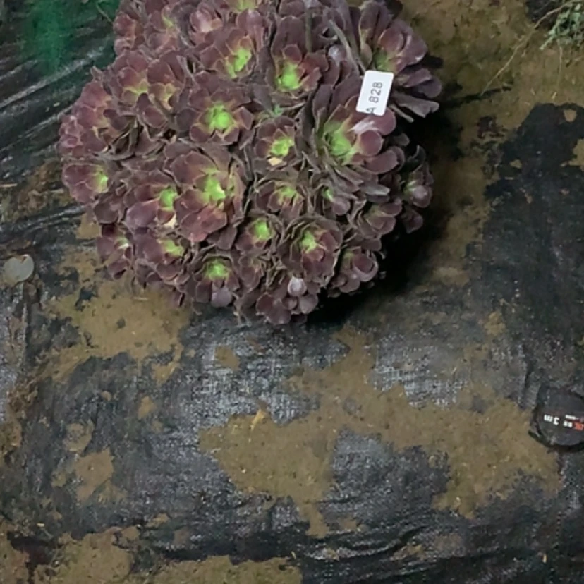 【闪购商品】永*随828欧紫多肉法师